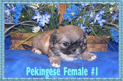 Puppies in KY